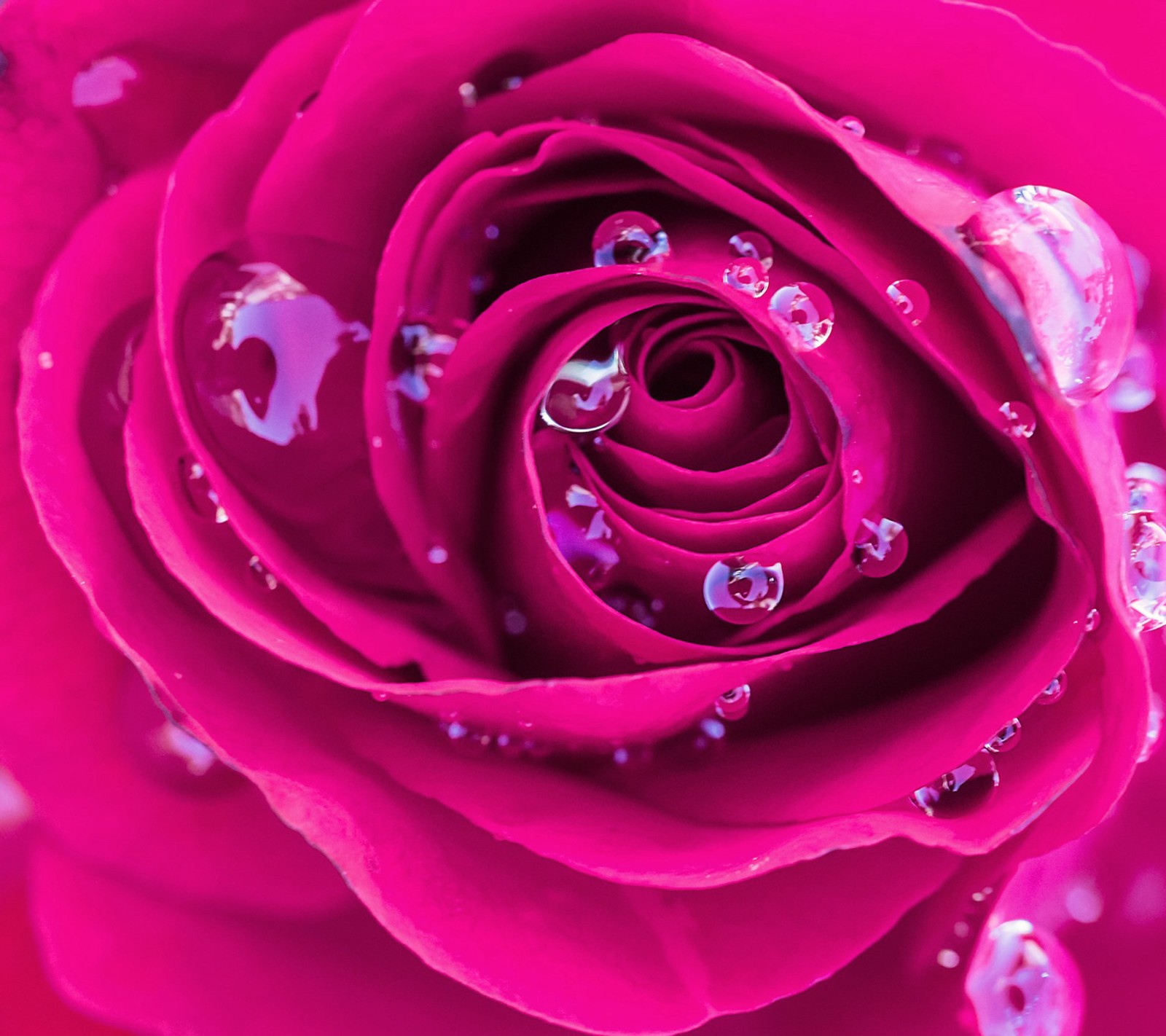 flower, pink, rose wallpaper