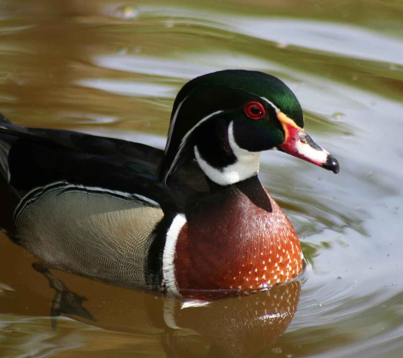 Арафед утка с красным глазом плавает в пруду (животное, утка, wood duck)