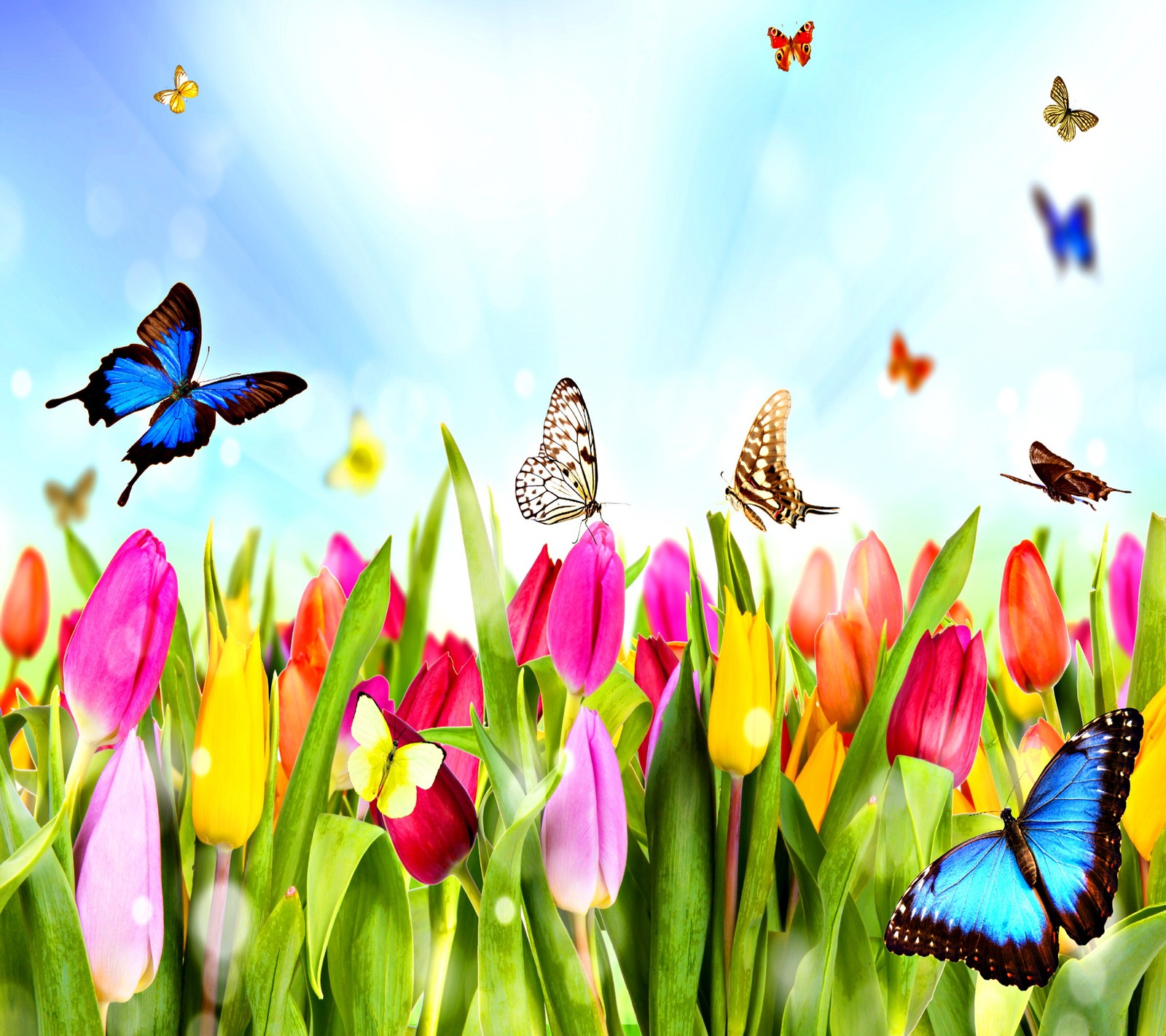 butterflies, flowers, spring, tulips Download Wallpaper