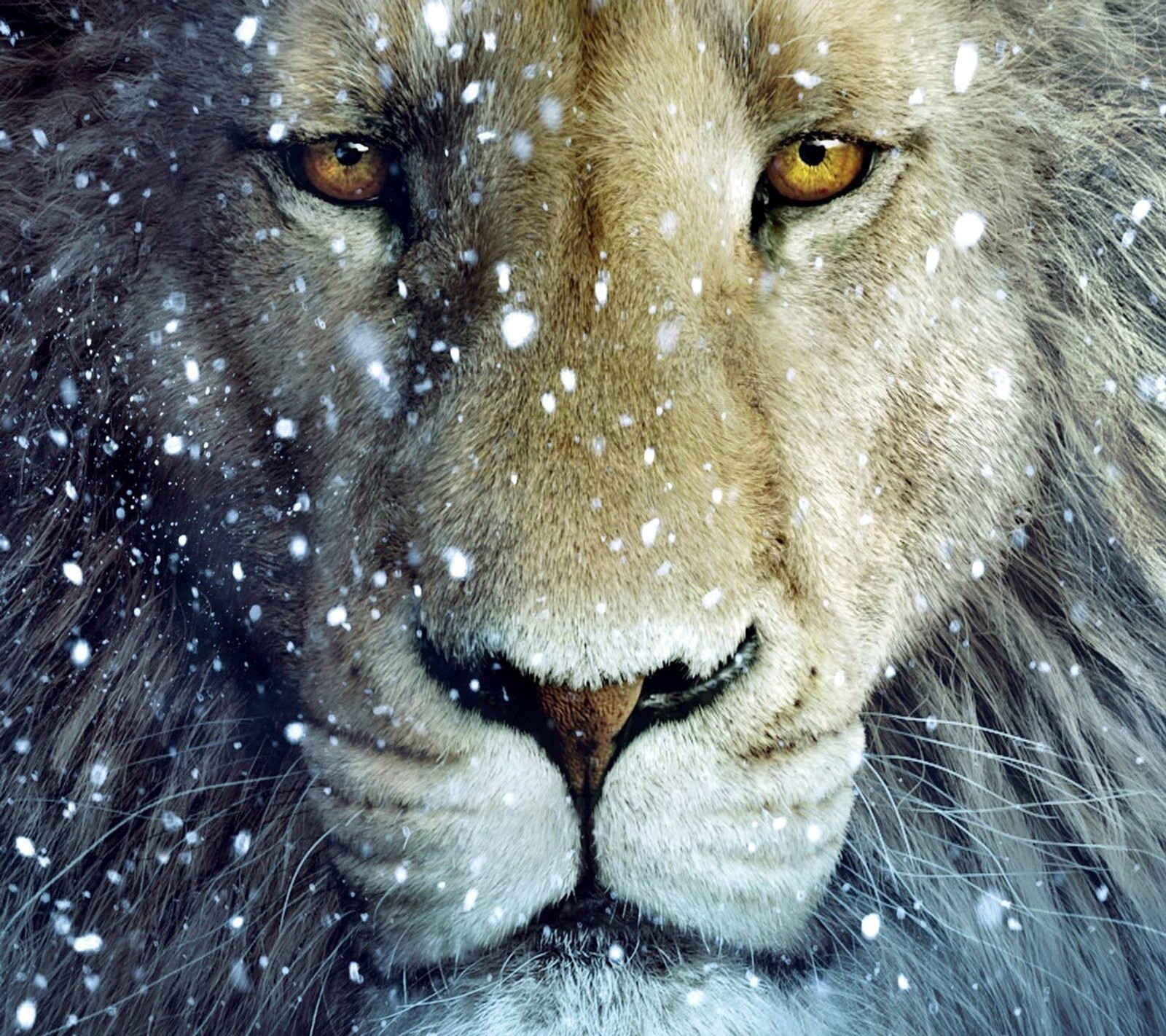 Il y a un lion qui regarde l'appareil photo dans la neige (génial, le lion)