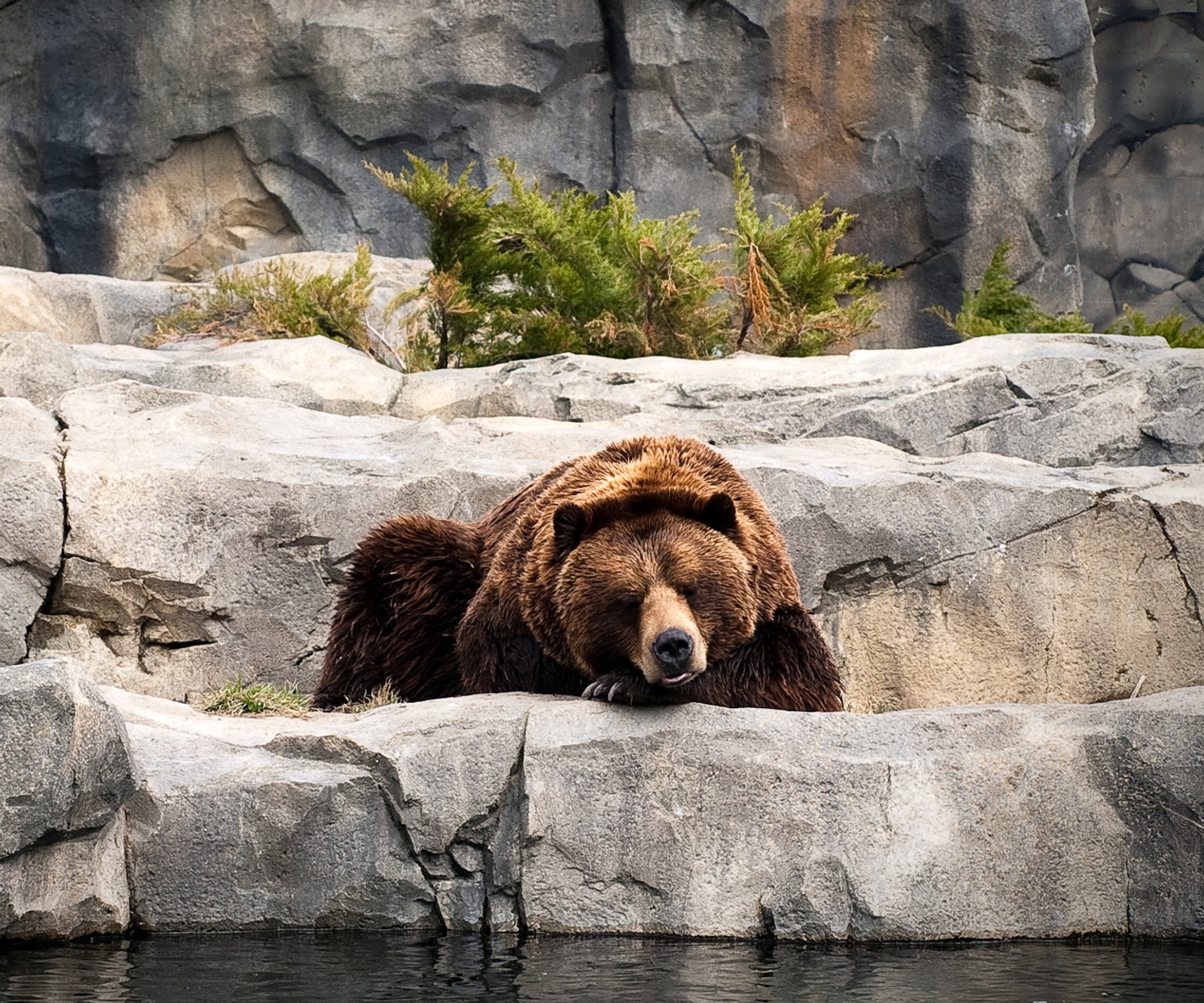 Há um urso deitado em algumas pedras (animal, urso)