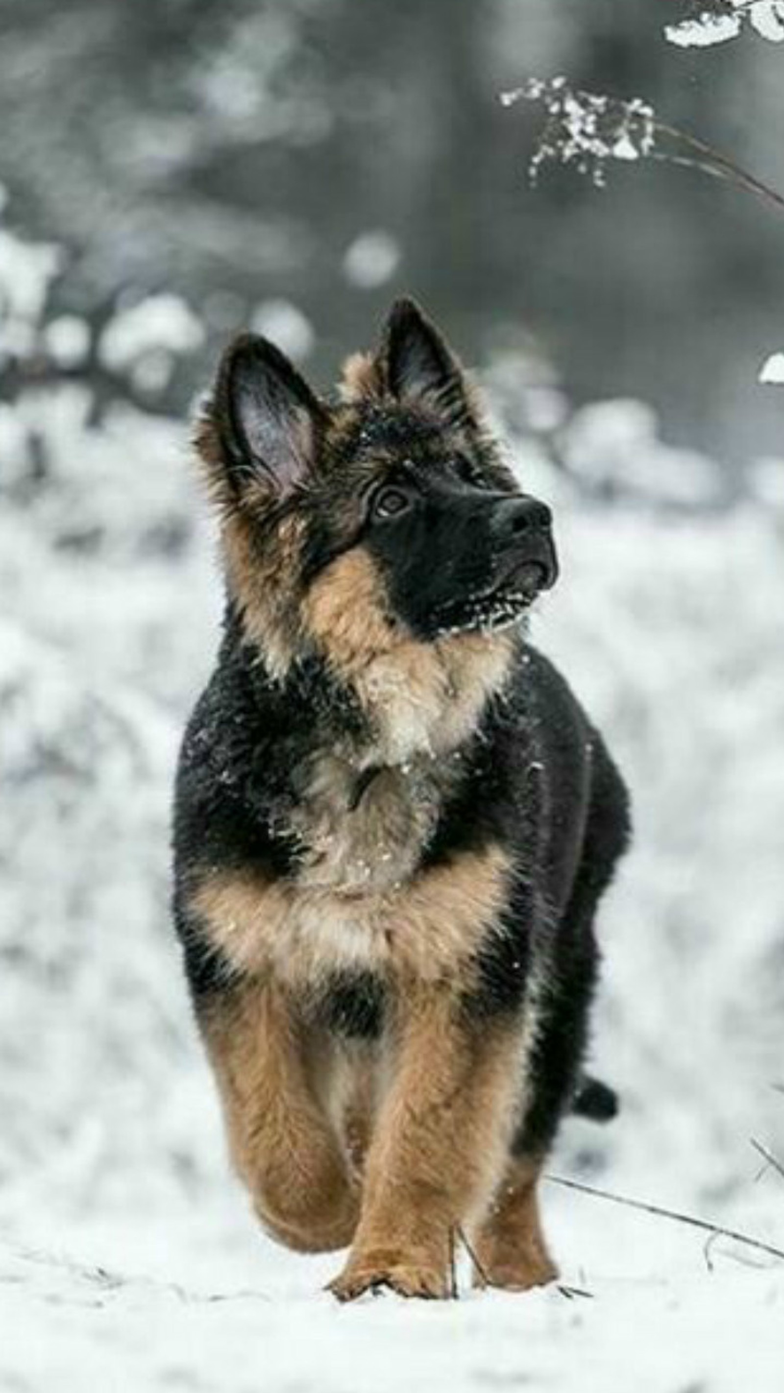 There is a dog that is standing in the snow (animals, dog, foba, hd, wallpapers)