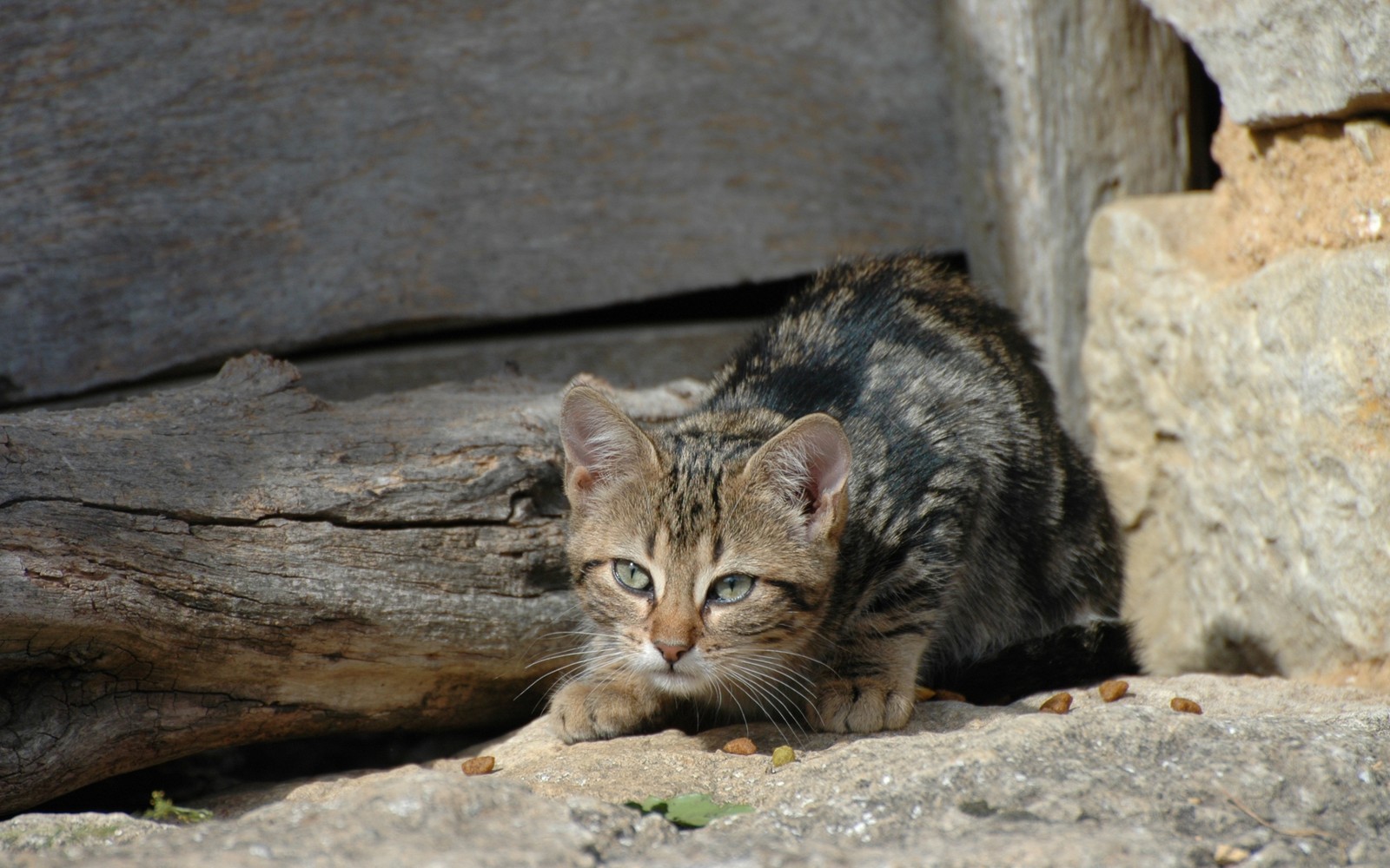 Кот, сидящий на камне у бревна (котёнок, полосатый кот, дикая кошка, кошки маленьких и средних размеров, саванна)