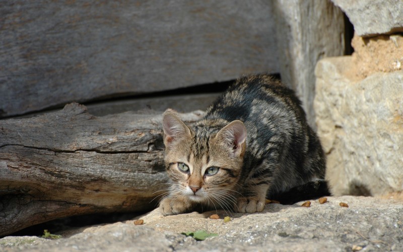 Кот, сидящий на камне у бревна (котёнок, полосатый кот, дикая кошка, кошки маленьких и средних размеров, саванна)