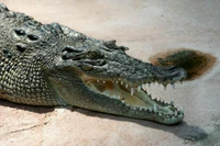 nile crocodile, crocodilia, crocodile, alligator, reptile wallpaper