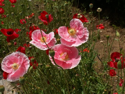 Papoulas rosas em um prado vibrante