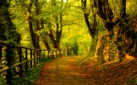 Sendero iluminado por el sol a través de un bosque antiguo encantado