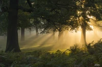 Lumière du soleil filtrant à travers un couvert forestier brumeux