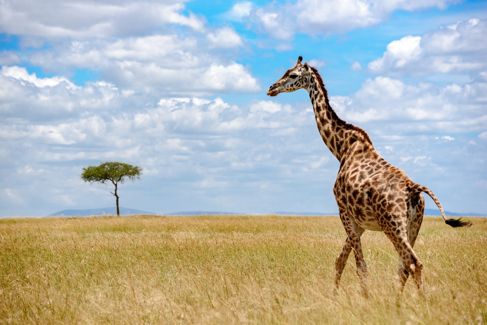 giraffe, giraffidae, terrestrial animal, wildlife, grassland wallpaper