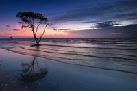 Silueta de un árbol solitario al anochecer junto al océano, reflejando los vibrantes matices del atardecer en el agua tranquila.