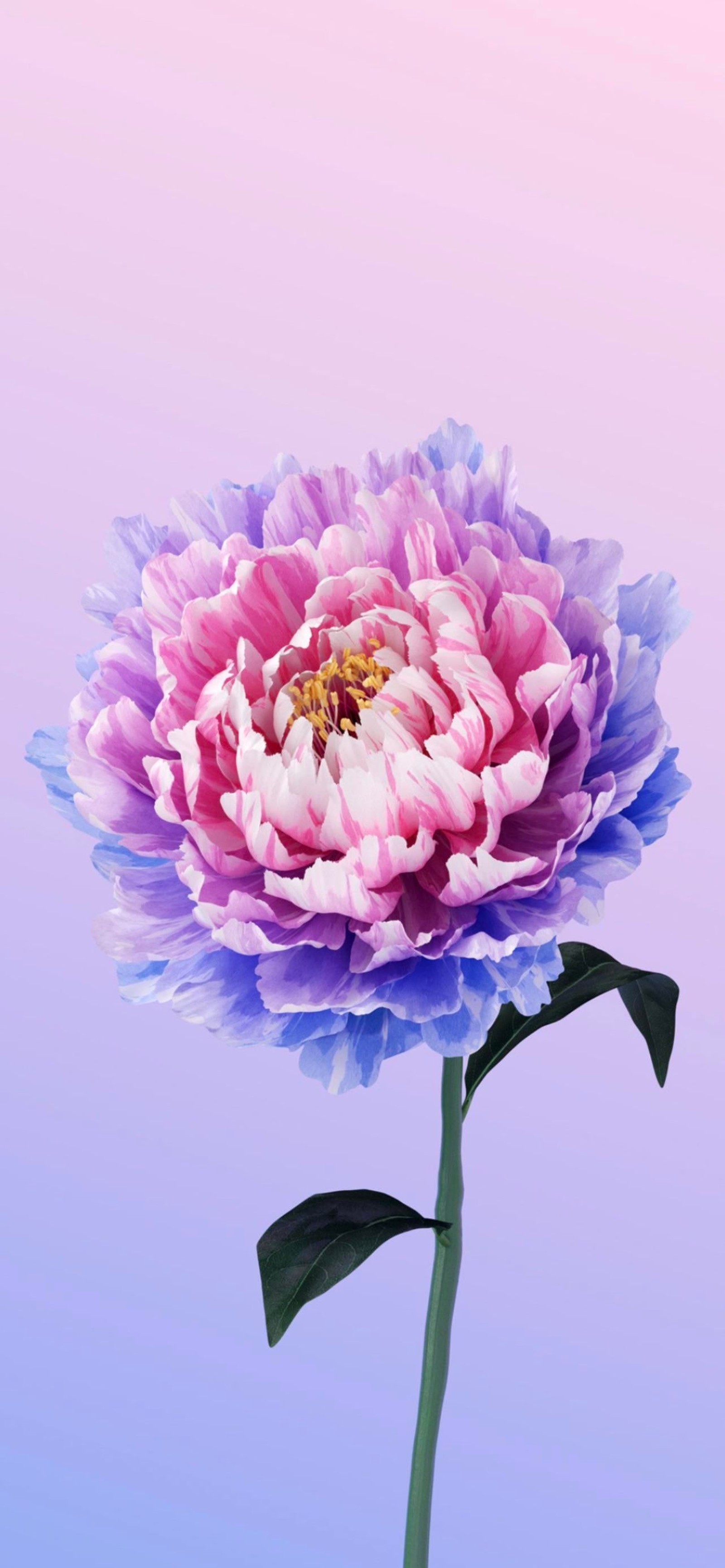 Il y a une fleur rose et violette avec une tige verte (fleur, vivo, pivoines, système dexploitation, android)