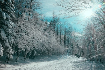 Caminho de inverno ensolarado através de árvores cobertas de neve