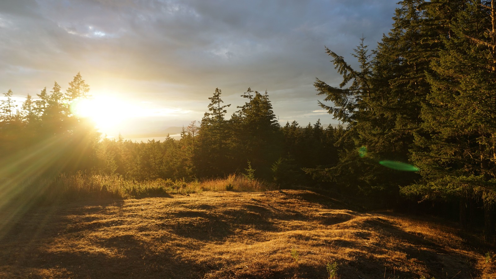 Arafed view of a field with trees and a sun setting (nature, tree, sunlight, morning, wilderness)