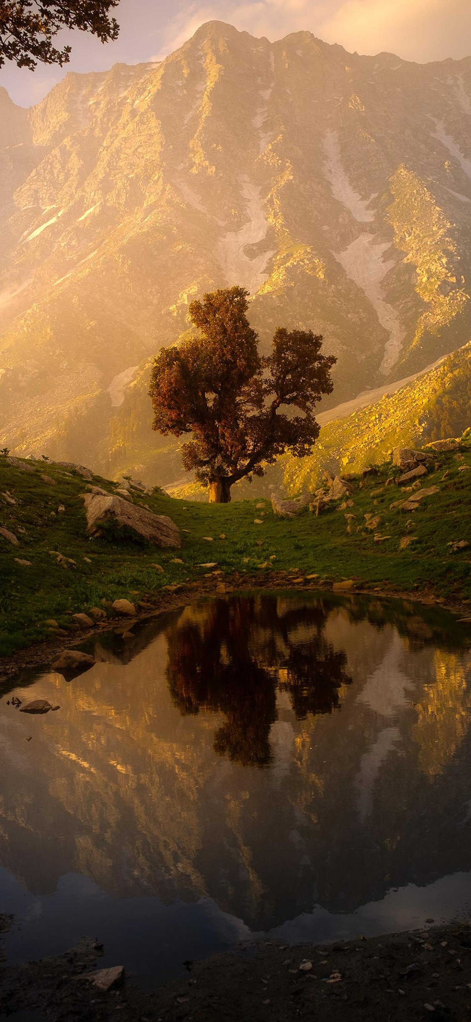 Un árbol que está de pie en la hierba cerca de un lago (naturaleza, paisaje, soundcloud, retrato, agua)