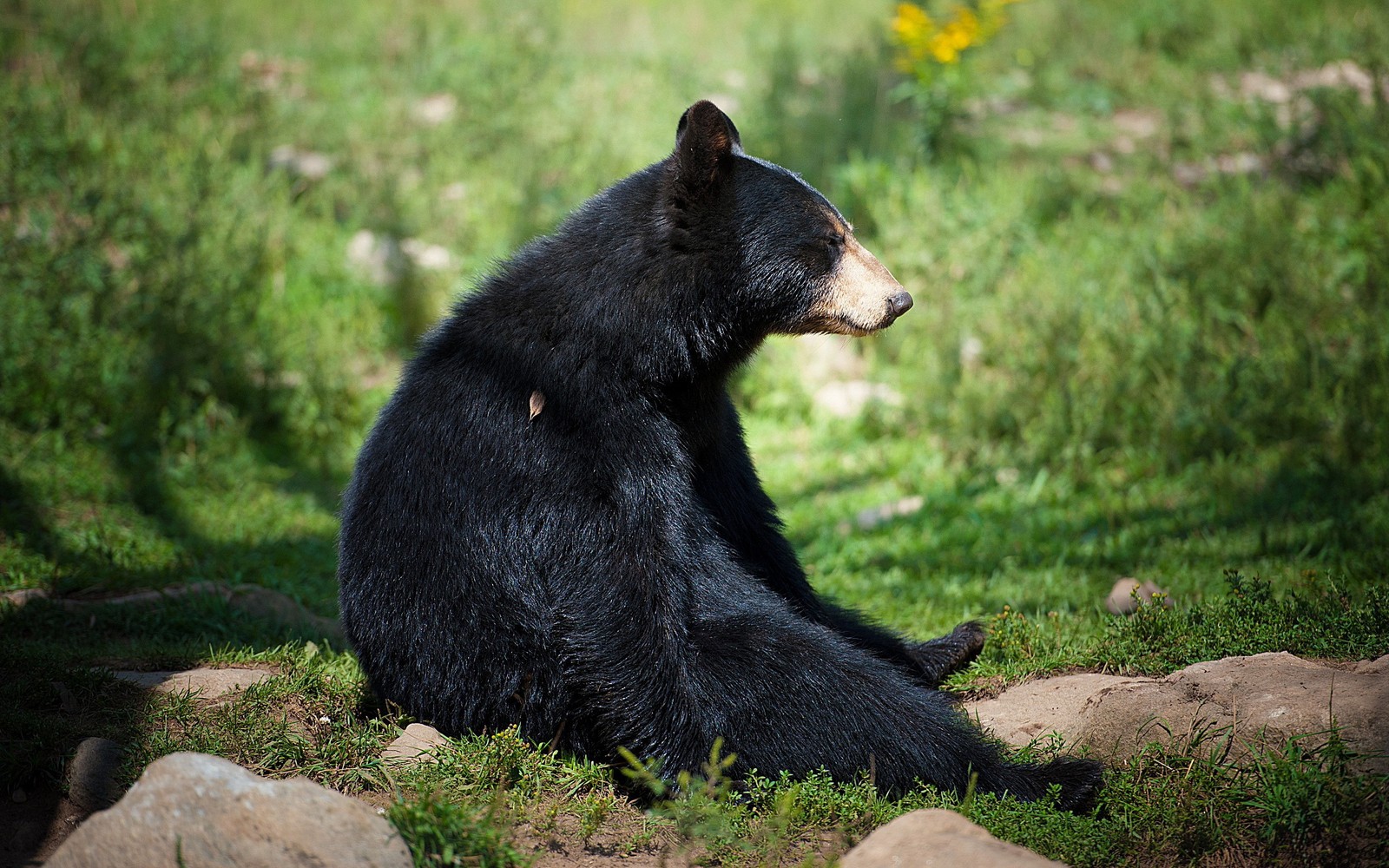 Il y a un ours noir assis sur le sol dans l'herbe (ours noir américain, ours, animal terrestre, faune, ours polaire)