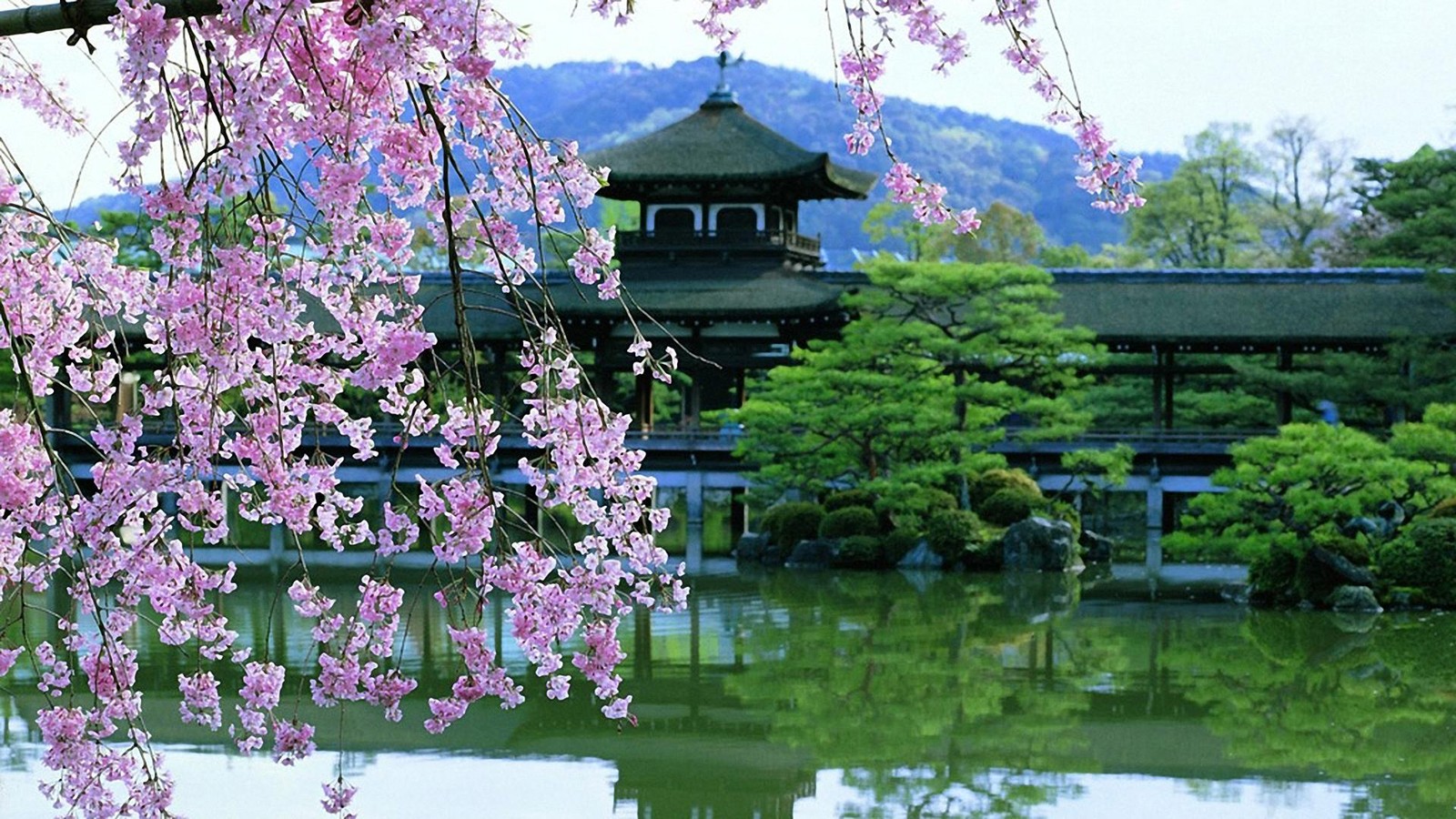 Vor einem gebäude steht ein großer baum mit pinken blumen (natur, blume, frühling, pflanze, baum)