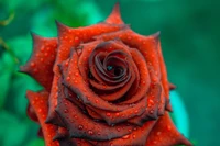 Close-Up of a Dew-Kissed Red Rose with Vibrant Petals