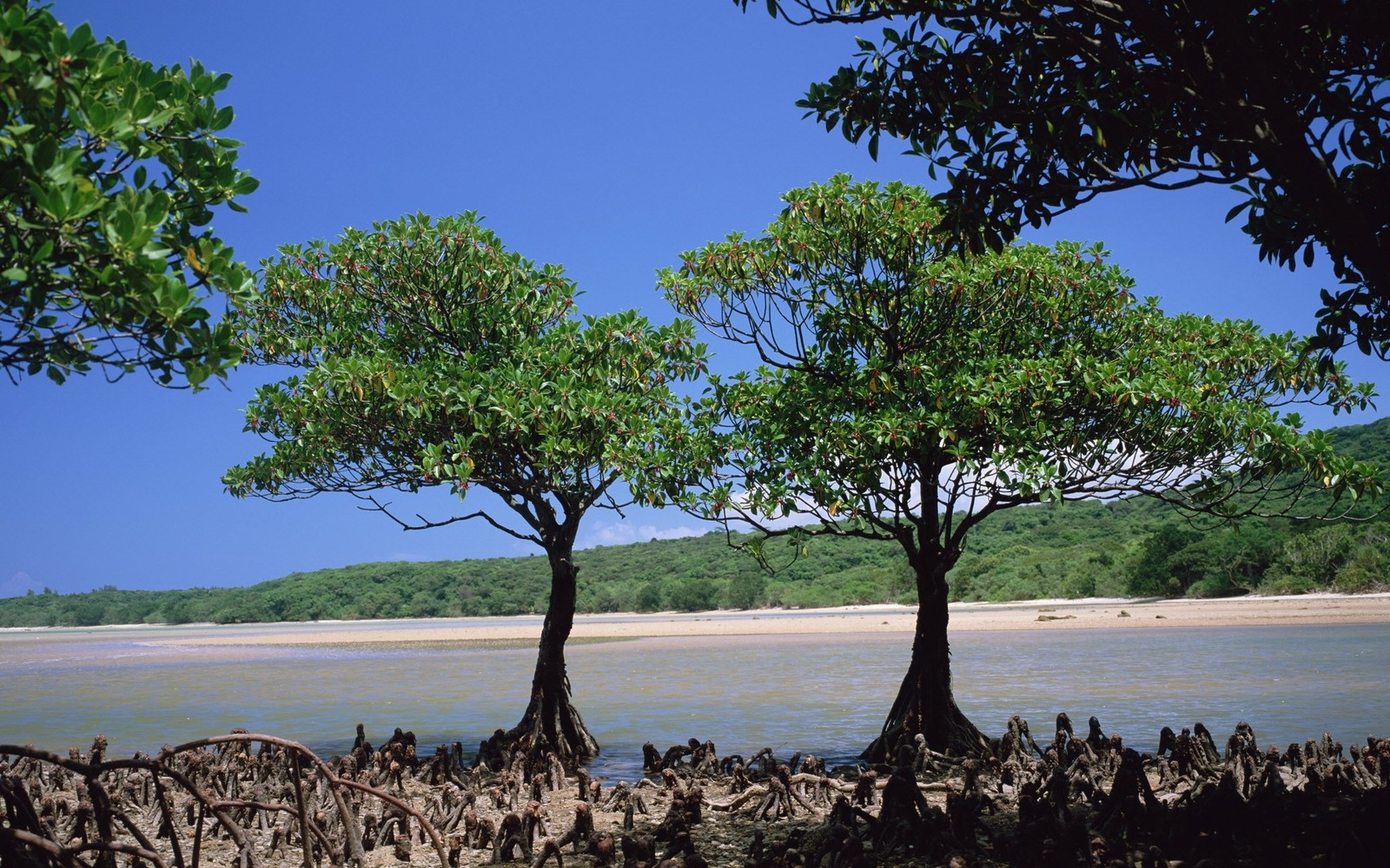 Trees growing in the sand near the water with a blue sky (tree, vegetation, plant, travel, sky)