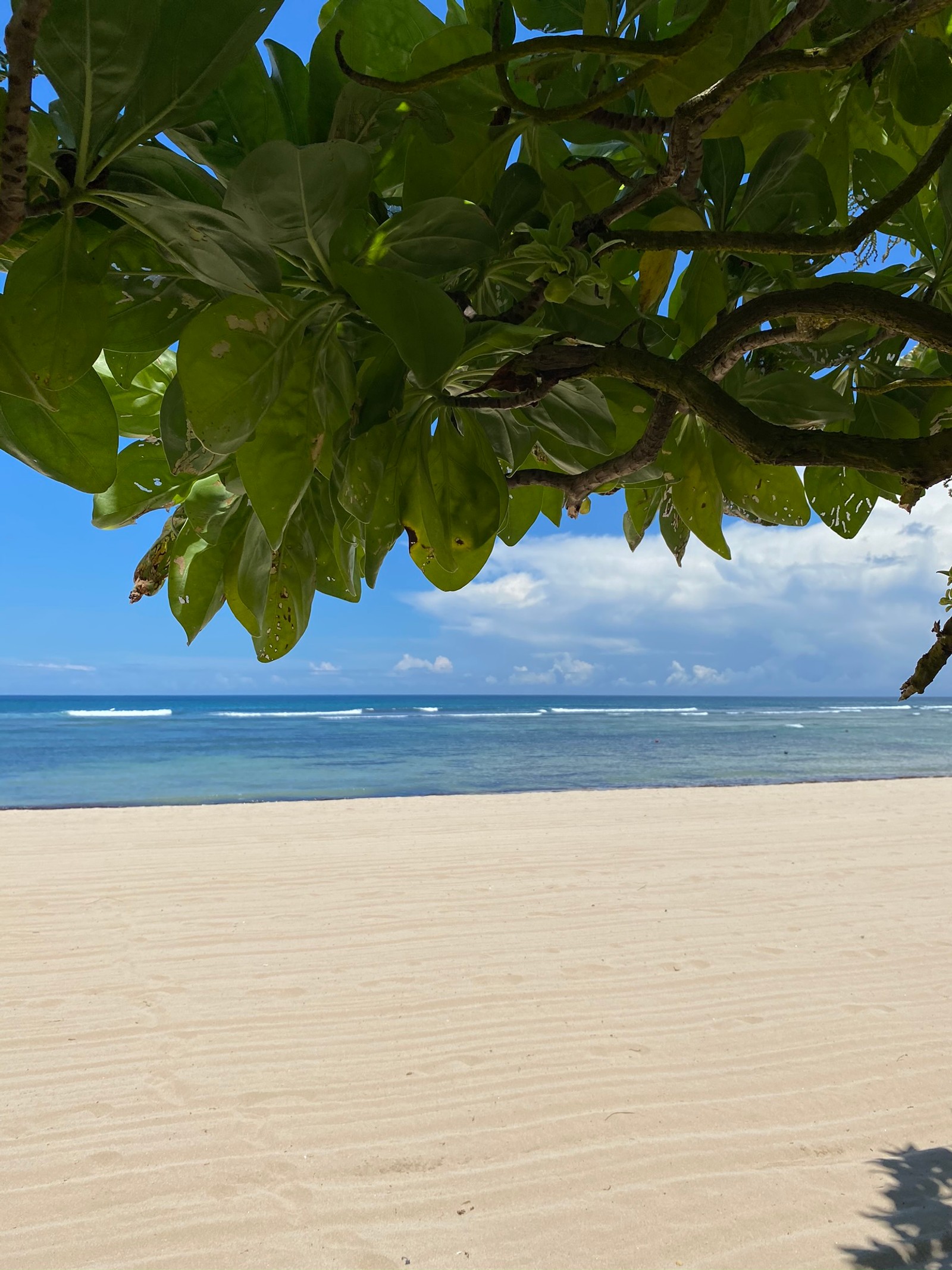 Il y a un banc sur la plage sous un arbre (eau, biologie, science, plantes, plan deau)