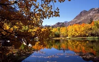 herbst, reflexion, natur, blatt, wasser