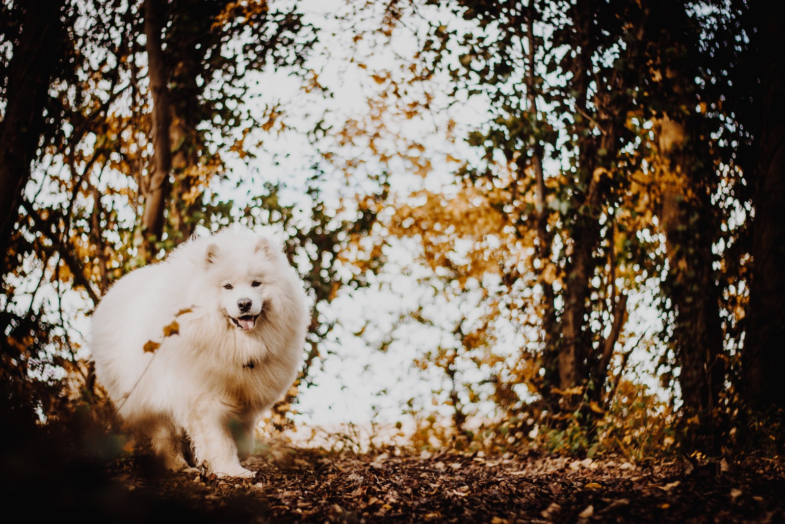 Gros plan d'un chien marchant dans les bois avec des arbres (race de chien, chien samoyède, environnement naturel, samoyède, race)