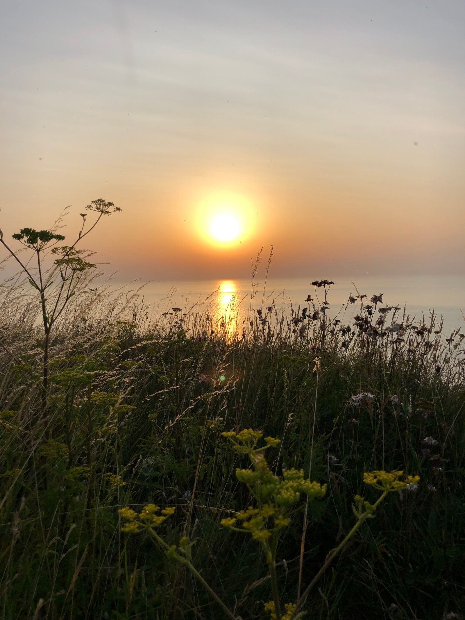 Vista aérea de una puesta de sol sobre el océano con un campo de flores (sol, naturaleza, vegetación, atardecer, crepúsculo)