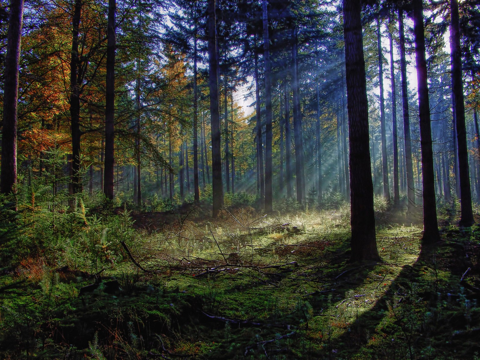 Vista de un bosque con un rayo de sol en su interior (bosque, naturaleza, bosque viejo, reserva natural, ecosistema)