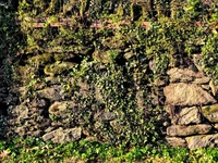 Lush Greenery on Rocky Outcrop with Shrubland and Groundcover