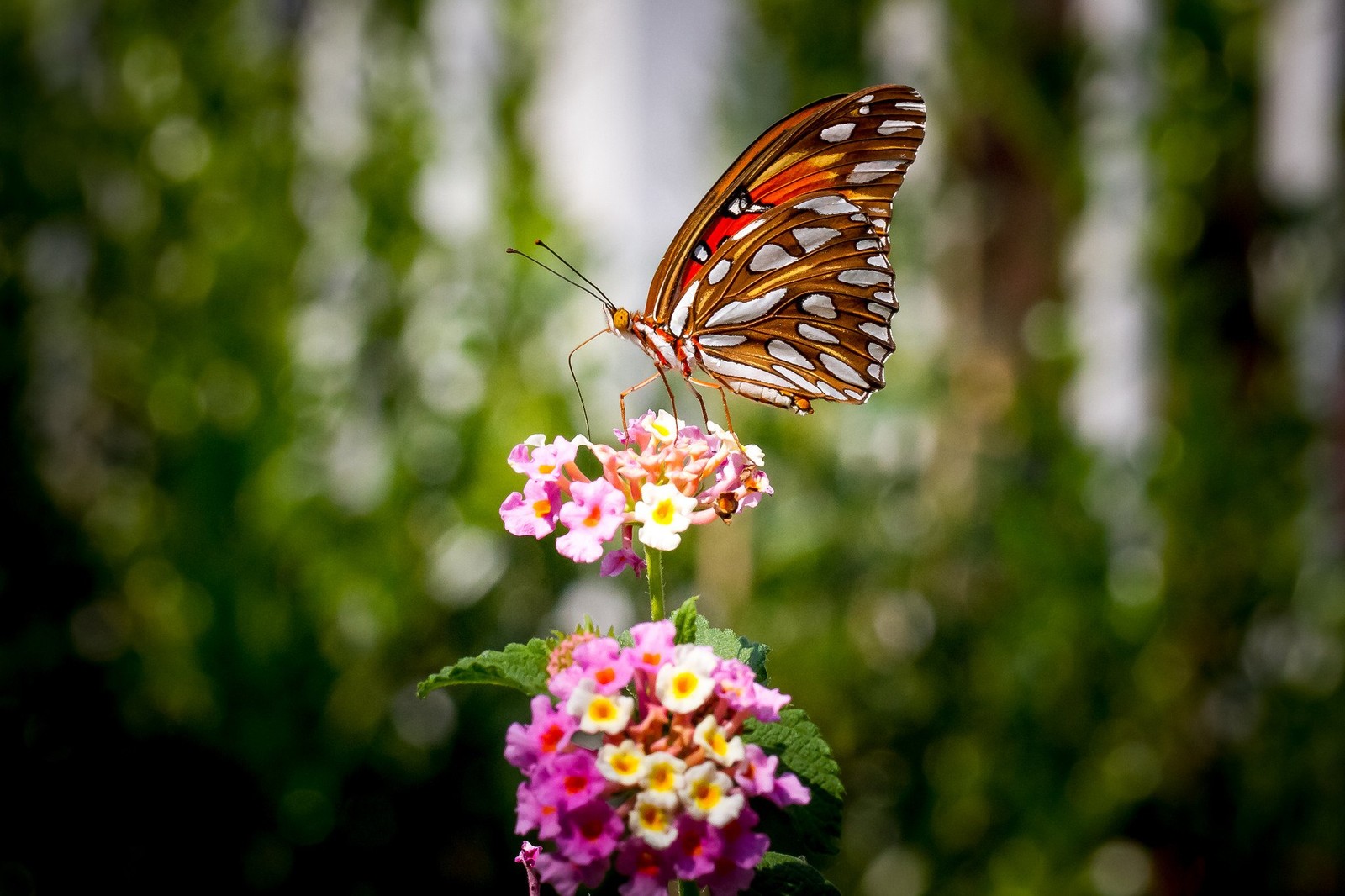 Il y a un papillon qui se pose sur une fleur (fleur, papillon monarque, insecte, papillons de nuit et papillons, papillon)