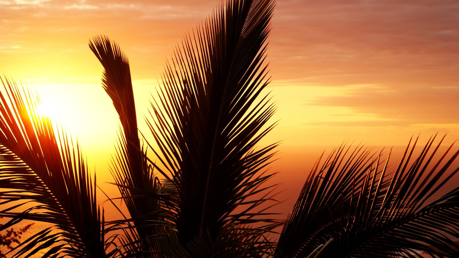 sunset, tree, sunlight, palm tree, grass family wallpaper