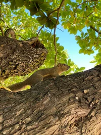 Eichhörnchen auf einem Baumzweig zwischen üppigem Laub