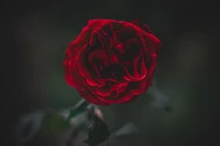 Rosa Floribunda roja vibrante en flor