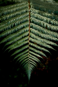 Hoja de helecho verde simétrica contra un fondo oscuro