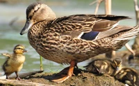 duck, bird, beak, water bird, mallard