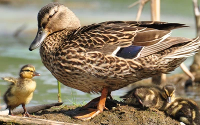 pato, ave, pico, ave acuática, ánade real