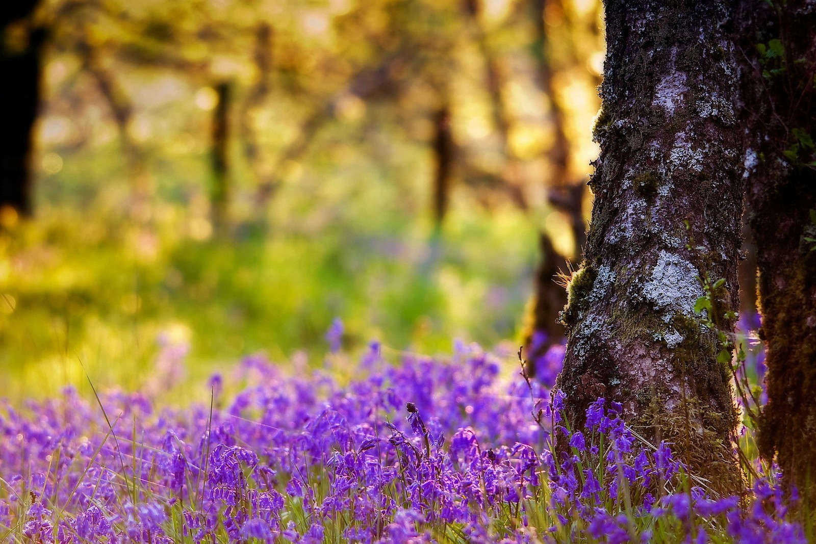 Purple flowers in a field of grass next to a tree (nature, woodland, purple, tree, forest)