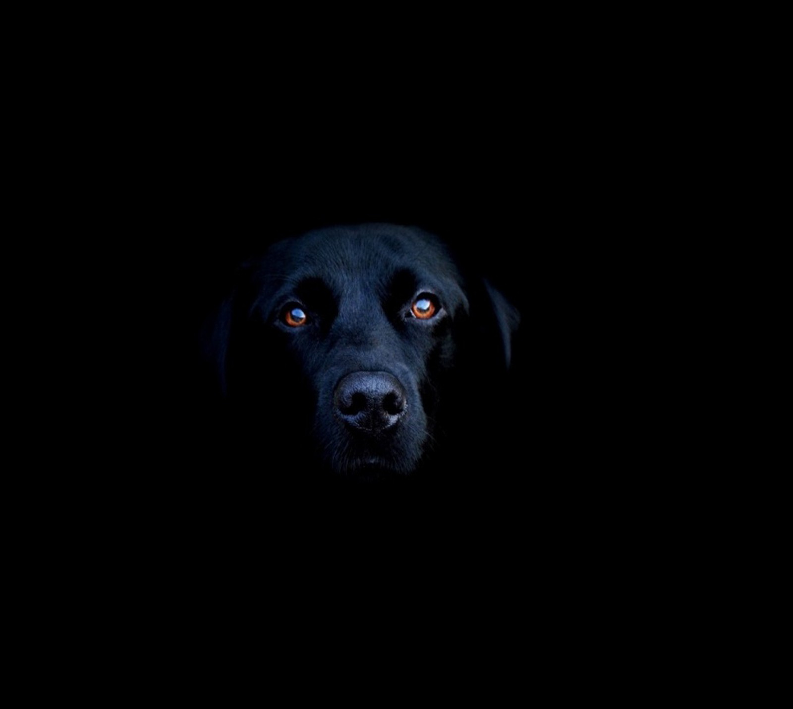 Il y a un chien noir aux yeux rouges regardant l'objectif (abej, beograd, black labrador)