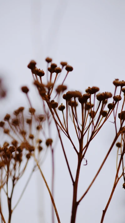 blumen, natur, verblasst, blüte, braun