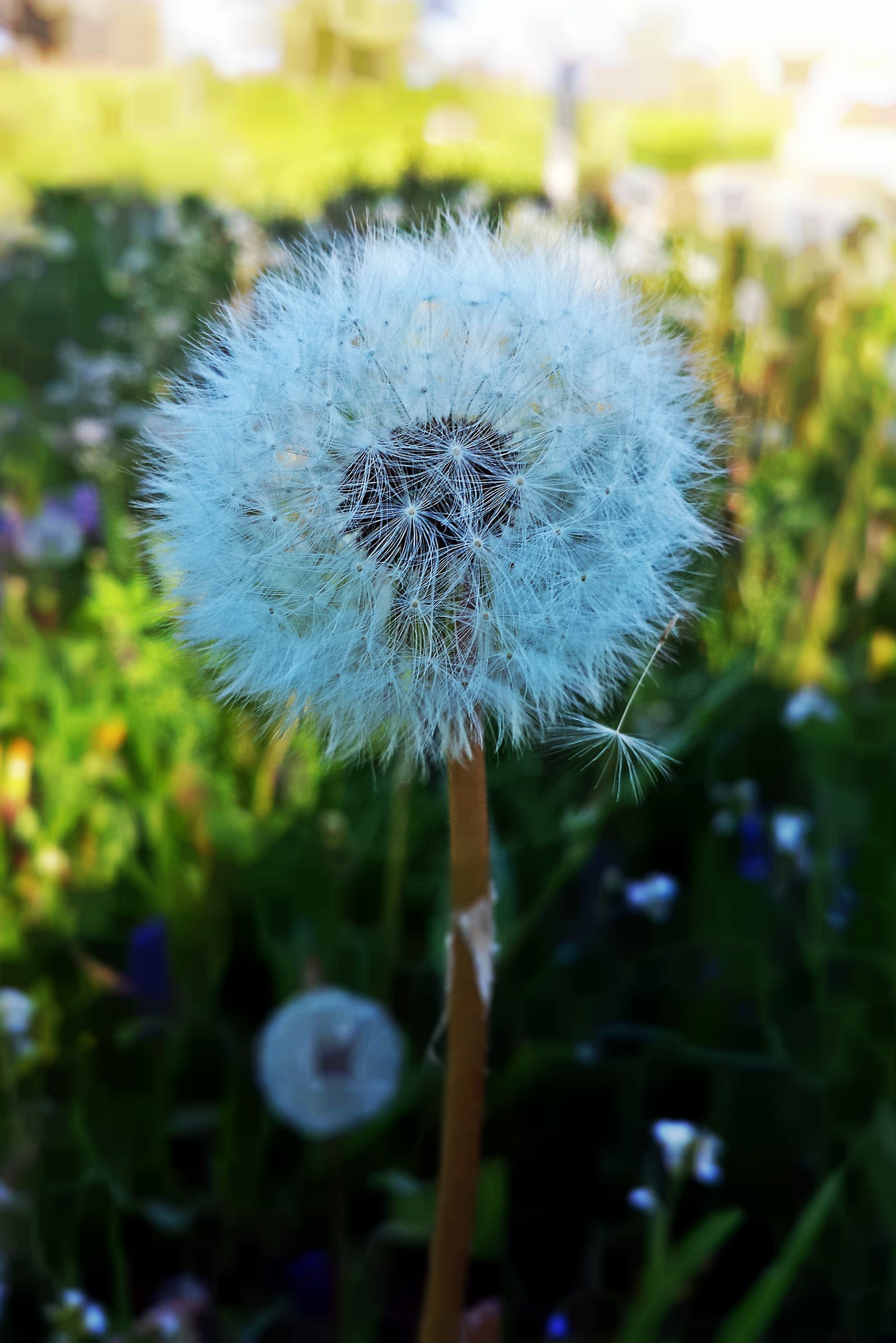 Un pissenlit avec une seule fleur blanche au milieu (boule de souffle, fleurs, printemps)