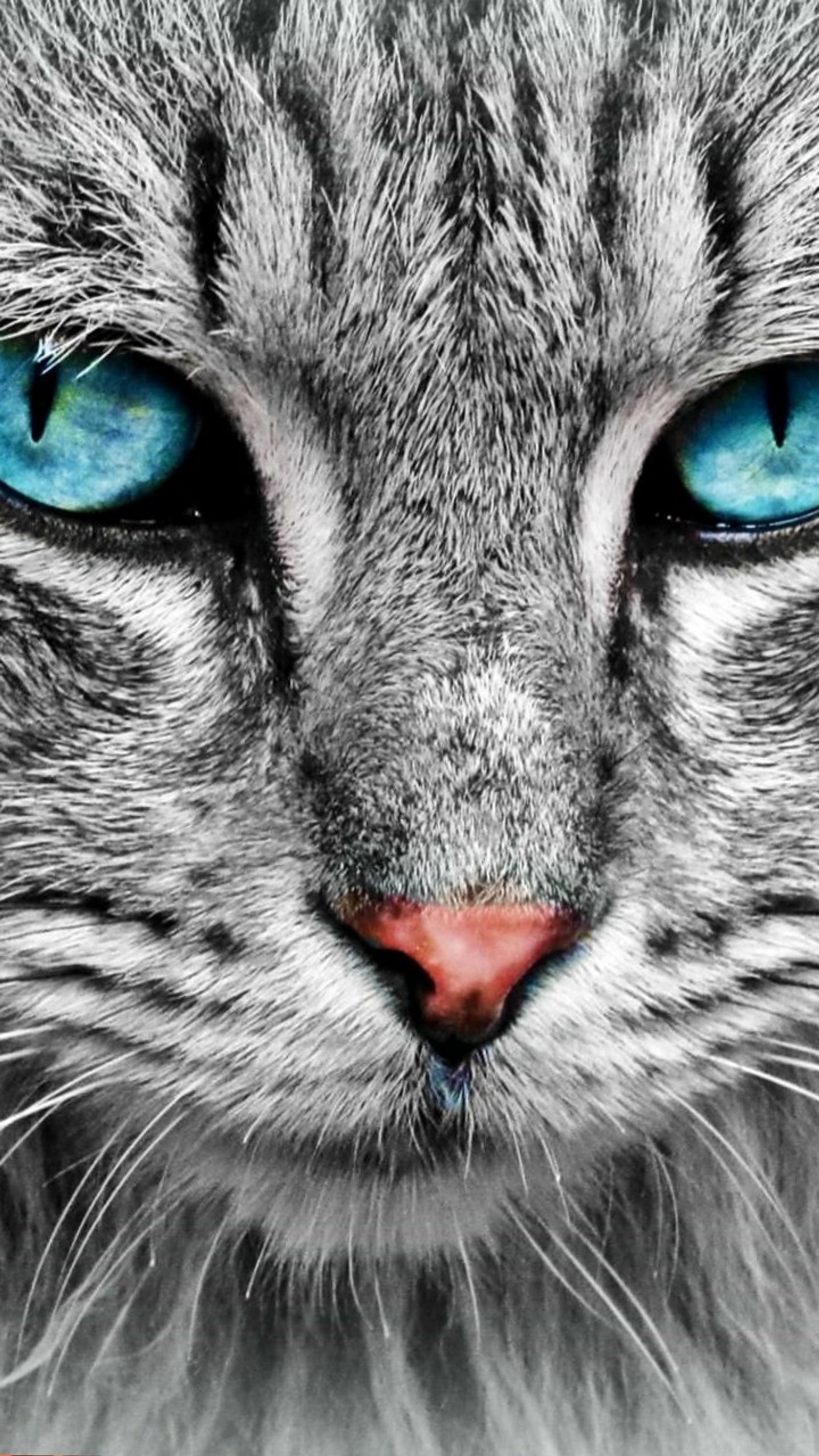 Um close de um gato com olhos azuis e nariz branca (animal, azul, gato, olhos, gatinho)