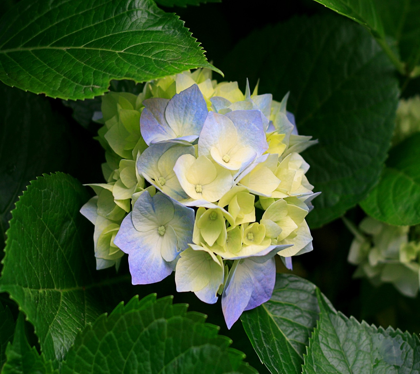 Hay una flor azul y amarilla con hojas verdes (flor, naturaleza)