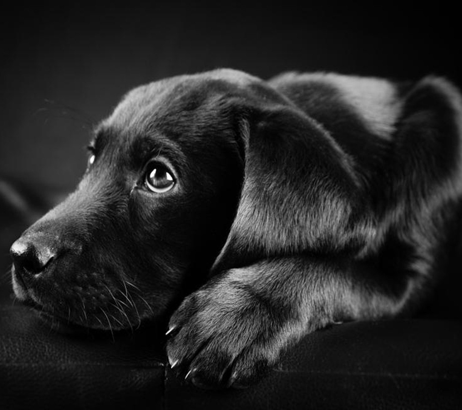 Uma foto em preto e branco de um filhote de cachorro deitado em um sofá. (preto, cachorro)