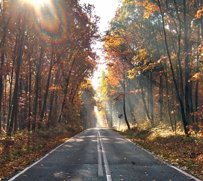 antumn, gliwice, natureza, polônia, rua