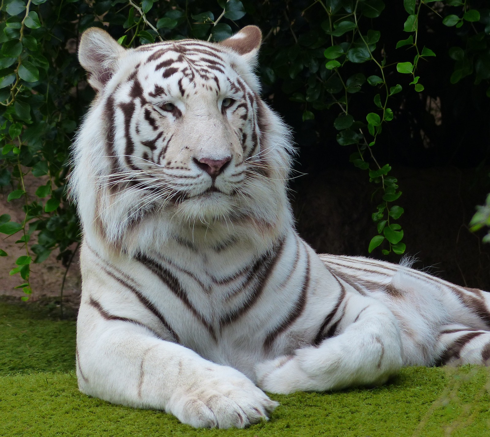 Um tigre branco deitado na grama. (posando, predador, tigre, branco, fauna)