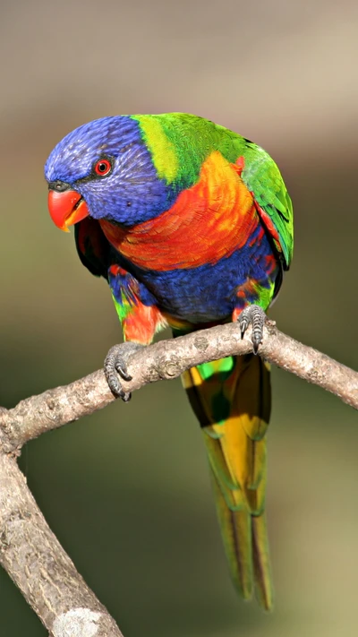 coloré, perroquet, arc en ciel, arbre