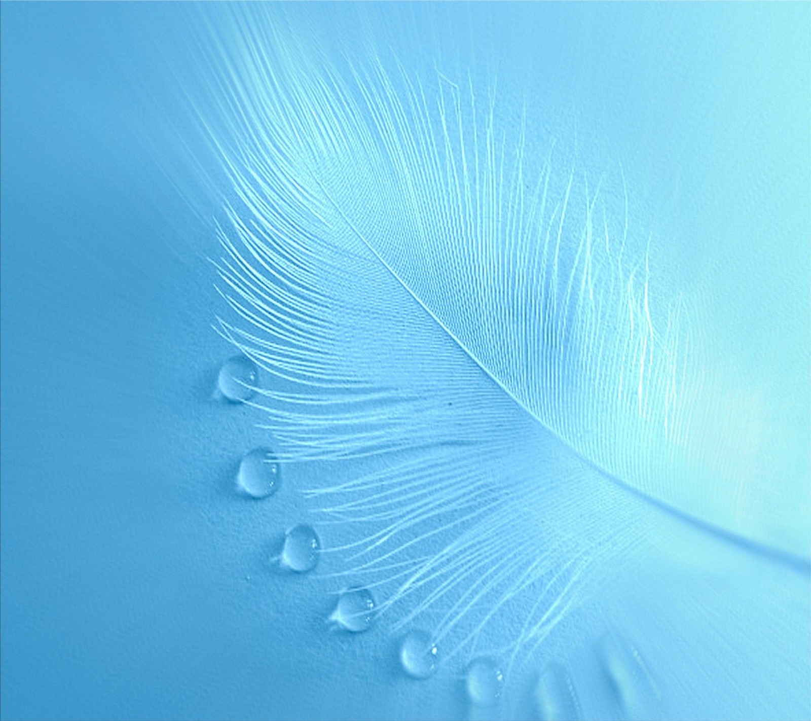 Arafed feather with water drops on it's feathers (blue, drop)