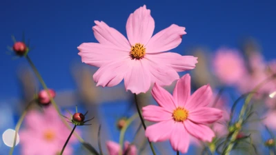 Flores de cosmos rosa delicadas contra um céu azul brilhante