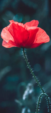 Nahaufnahme einer lebhaften roten Mohnblume mit zarten Blütenblättern und einem schlanken, stacheligen Stängel vor einem verschwommenen natürlichen Hintergrund.