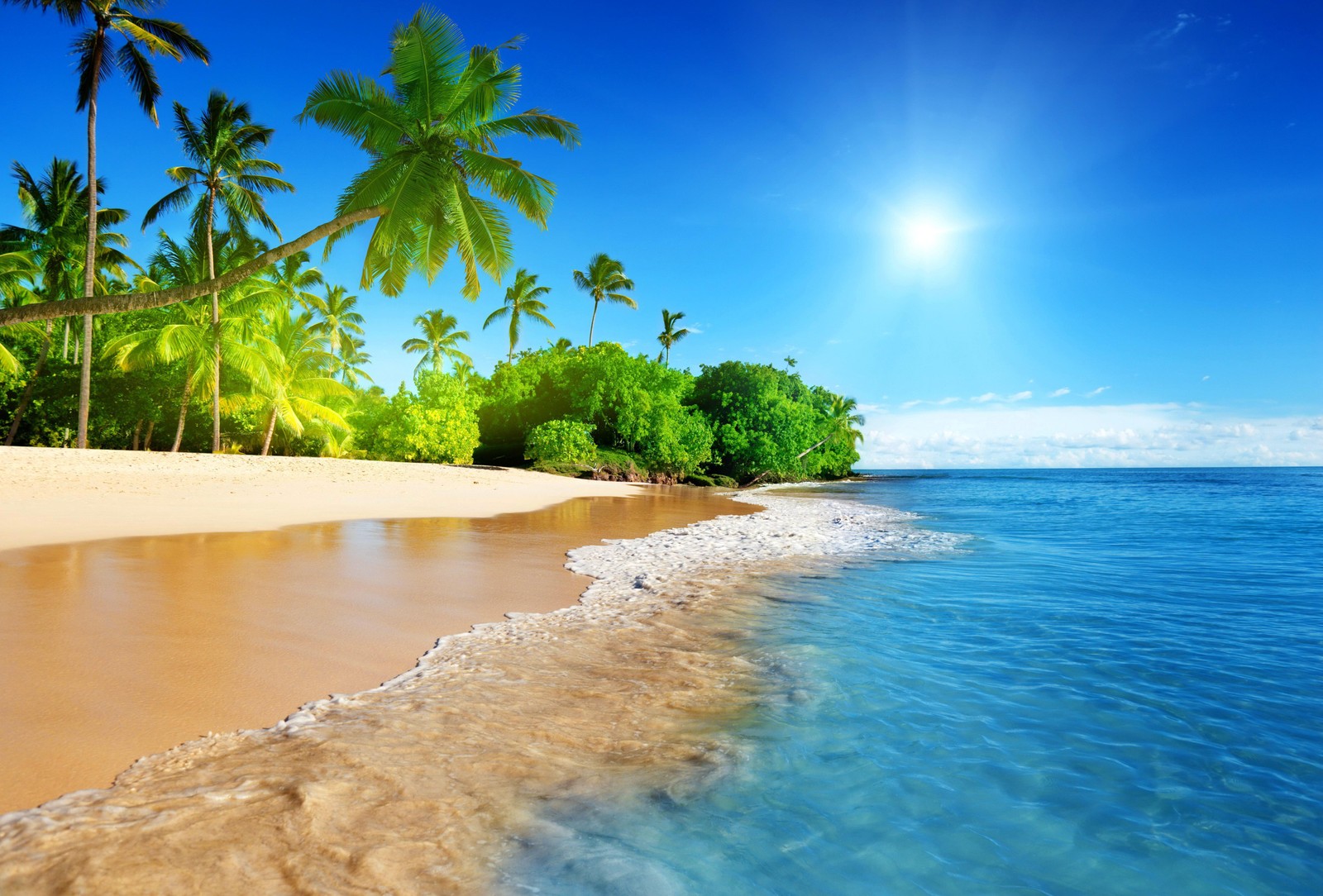 Une plage avec des palmiers et un ciel bleu clair (plage, mer, la côte, tropiques, rivage)