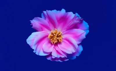 Flor de peônia rosa vibrante contra um fundo azul profundo